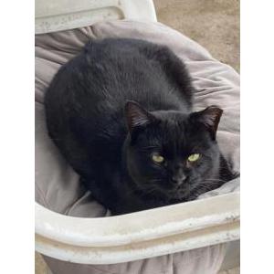 Lost Cat Mota