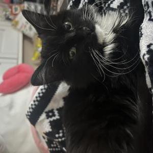 Lost Cat Soot