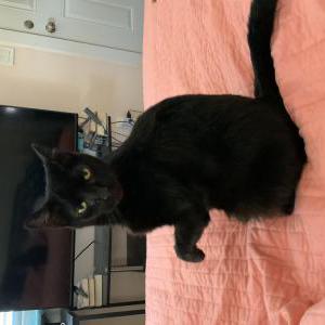 Lost Cat itty bitt