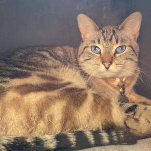 Lost Cat Lumi
