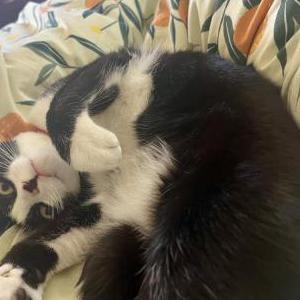 Lost Cat Gibby