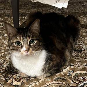 Lost Cat Suki