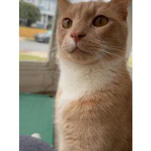 Lost Cat Stanley