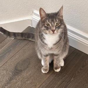 Lost Cat TOKI