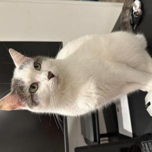 Lost Cat Kaya