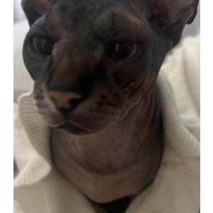 Lost Cat Tinky