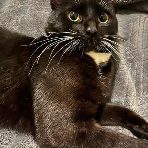 Lost Cat Filly