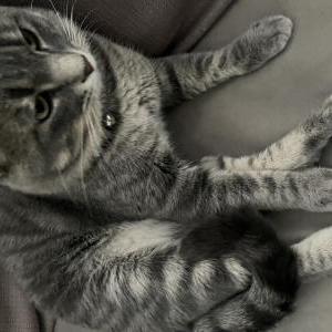 Lost Cat Toast