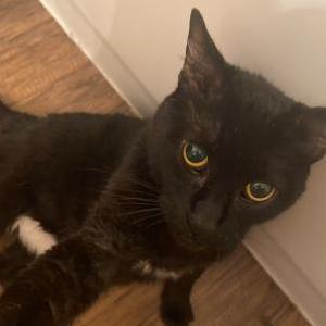 Lost Cat Spinx