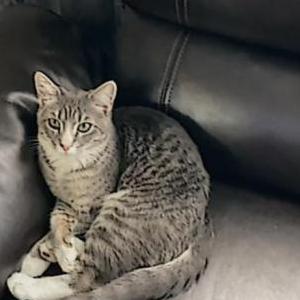 Lost Cat Ash