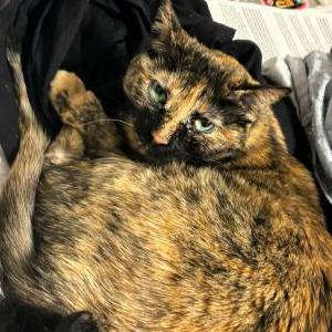 Lost Cat Citrus