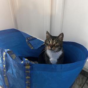 Lost Cat Bucky *Buckaroo)