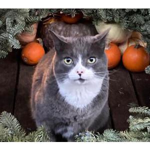 Lost Cat Casper