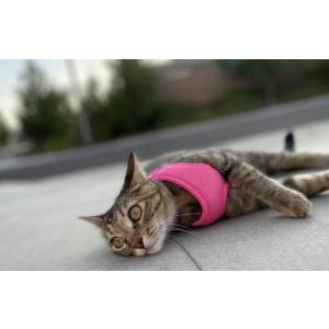Lost Cat Majesty