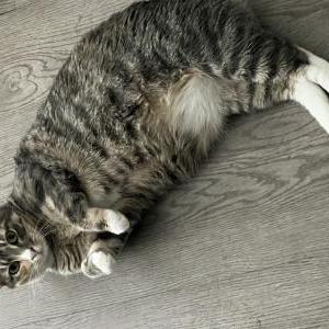 Lost Cat Bo