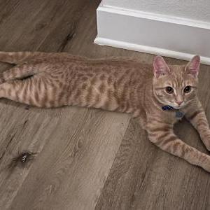 Lost Cat Captain
