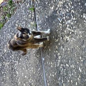Found Cat unknown