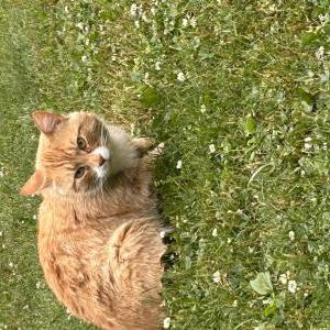 Found Cat Unknown