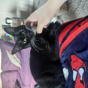 Lost Cat Ivy Guerra