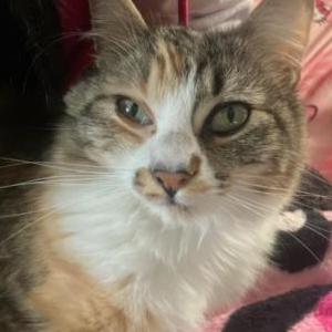 Lost Cat Baby