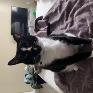 Lost Cat Khatt