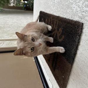 Found Cat Unknown
