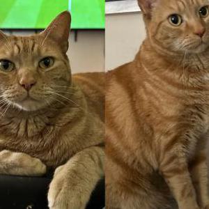 Lost Cat Cheddar