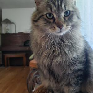 Lost Cat MoMo