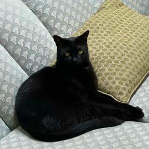 Lost Cat Marshall