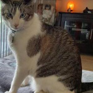 Lost Cat Blue