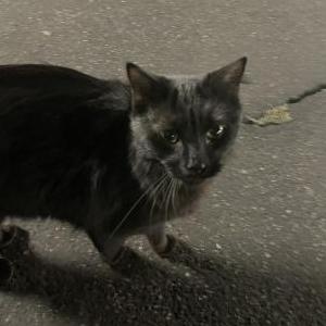 Lost Cat Zelda
