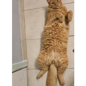 Lost Cat Loki
