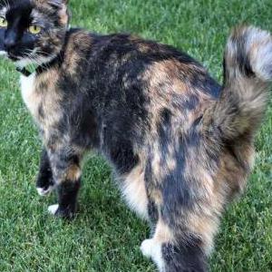 Lost Cat Cookie