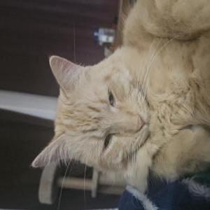 Lost Cat Roco