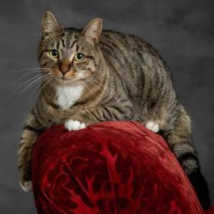 Lost Cat Silas