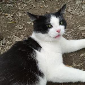 Lost Cat Puddin