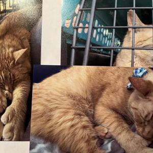 Lost Cat Maxwell