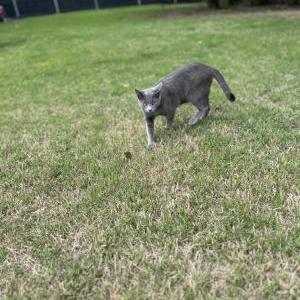 Lost Cat Leo