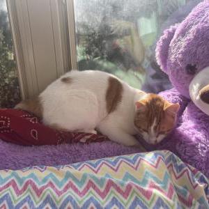 Image of Tom, Lost Cat