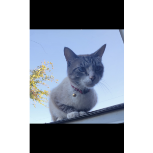 Lost Cat Snowflake