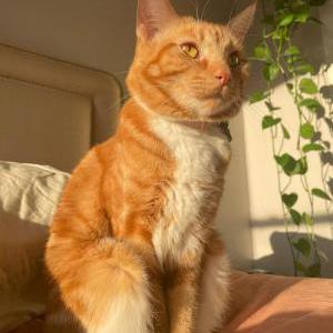 Lost Cat Samus