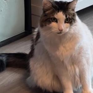 Lost Cat Uni