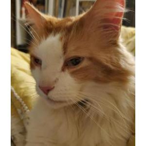 Found Cat Unknown