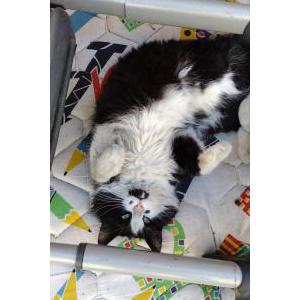 2nd Image of Chandler, Lost Cat