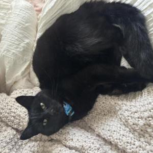 Lost Cat Bina