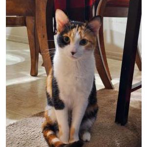 Lost Cat Dr. Marrie Purrie