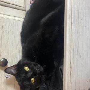 Lost Cat Bella