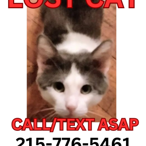 Lost Cat Jack
