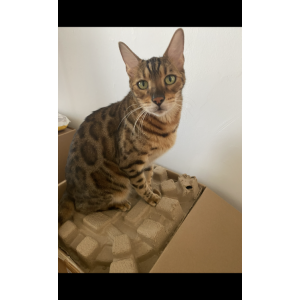 Lost Cat Gotti