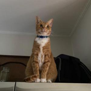 Lost Cat Cash